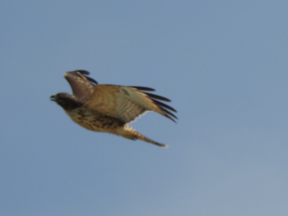 Red-shouldered Hawk (lineatus Group) - ML247043011
