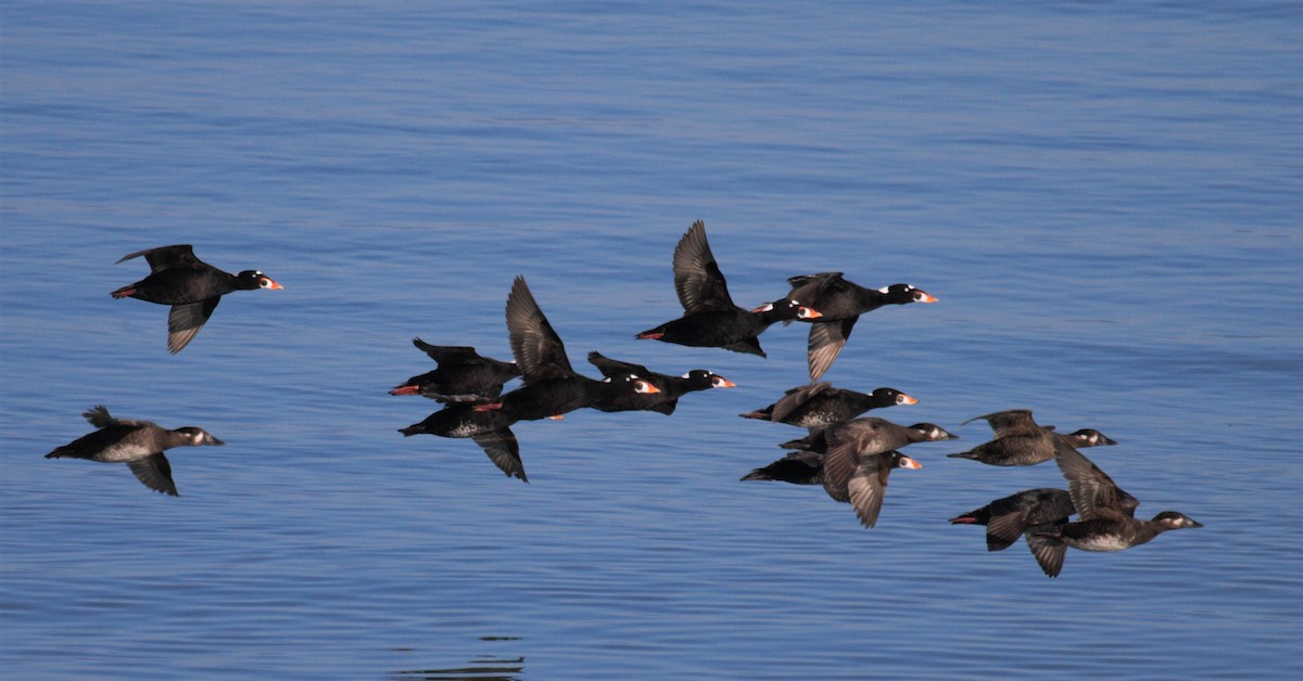 Surf Scoter - Thomas Biteau