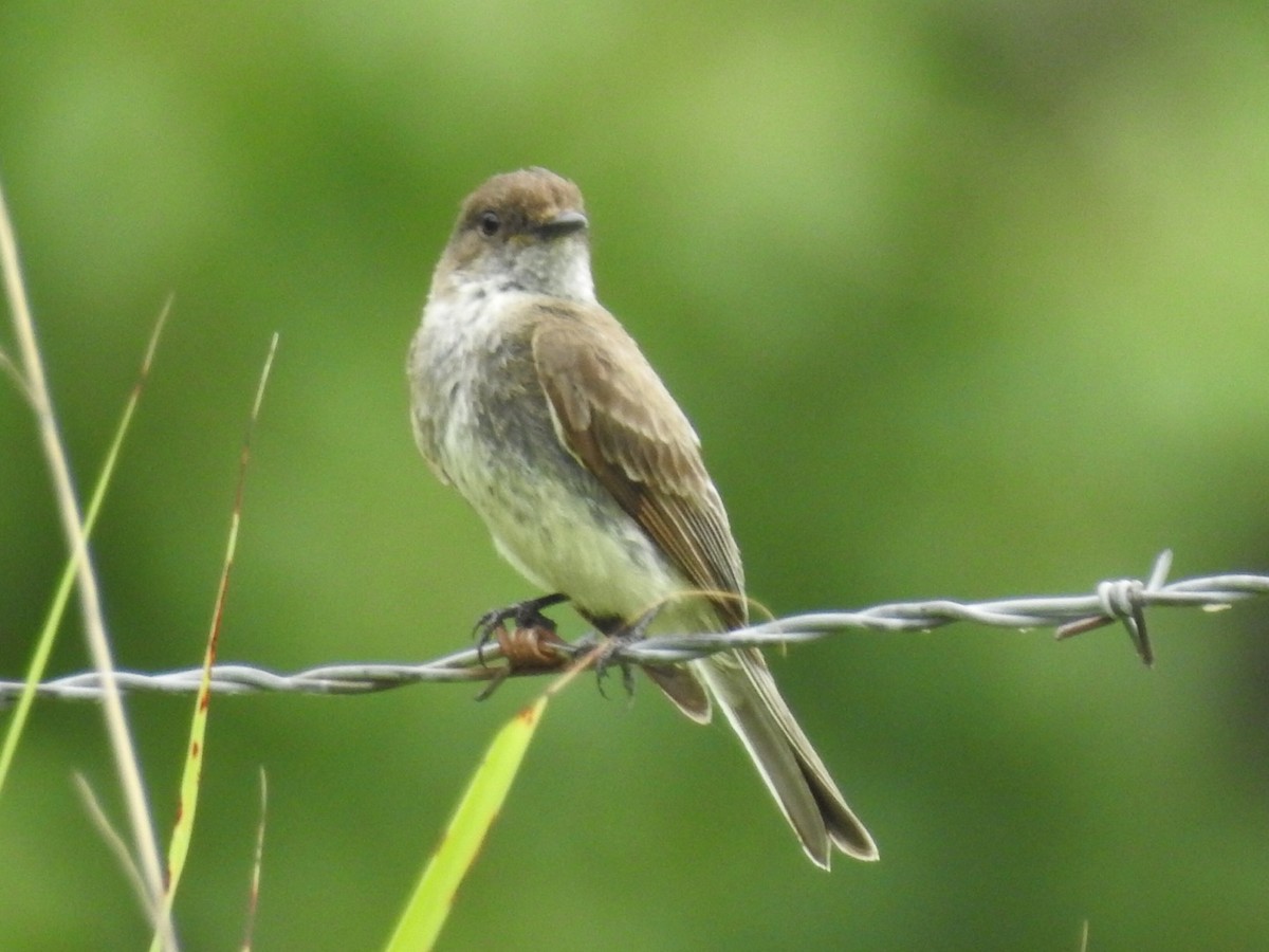 Eastern Phoebe - Mike Thelen
