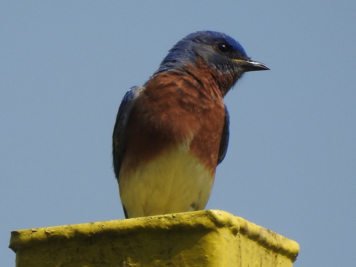 Eastern Bluebird - ML247044101