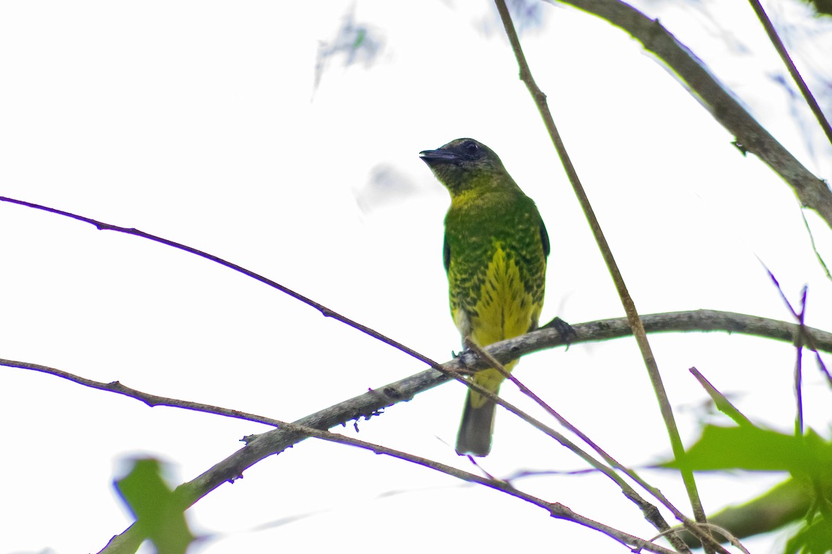 Swallow Tanager - ML247046421