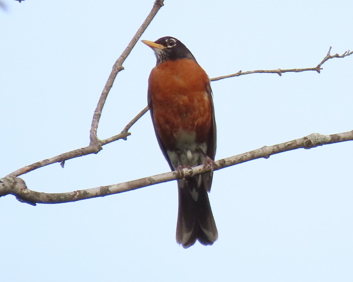 American Robin - ML247046761