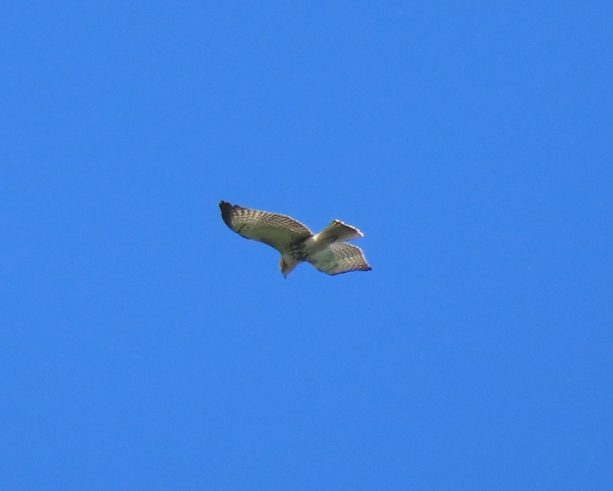 Red-tailed Hawk - ML247046961