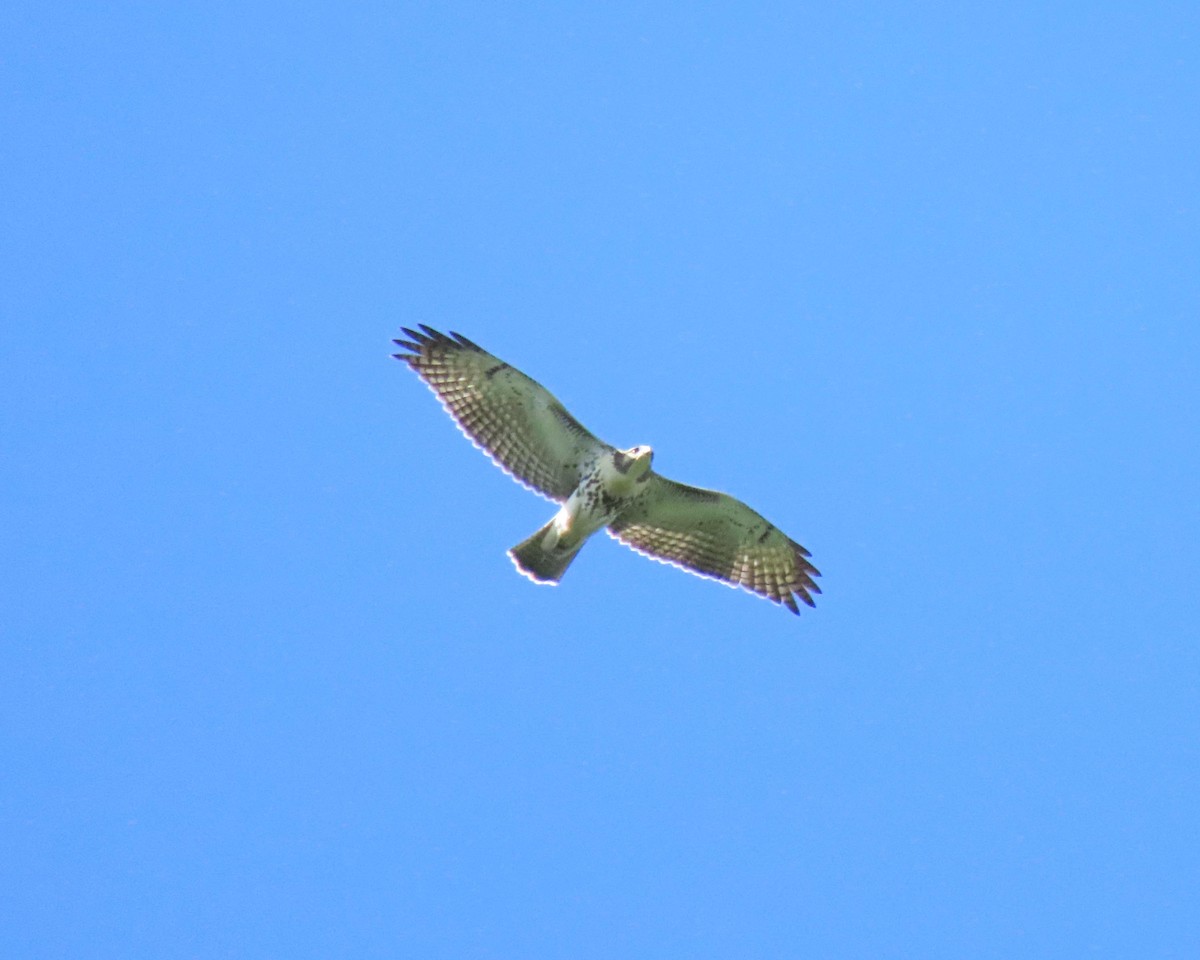 Red-tailed Hawk - ML247046971