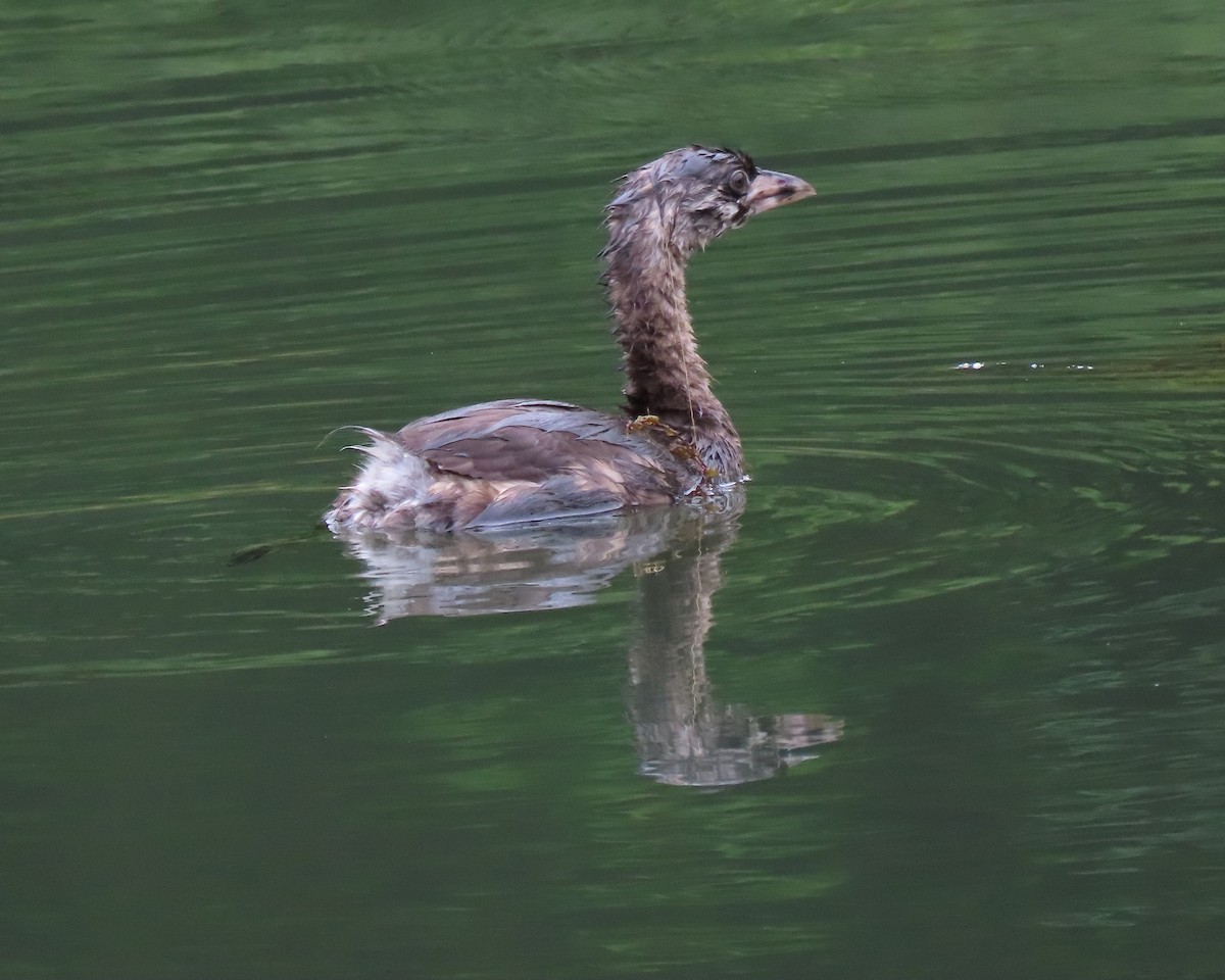 Pied-billed Grebe - ML247048541