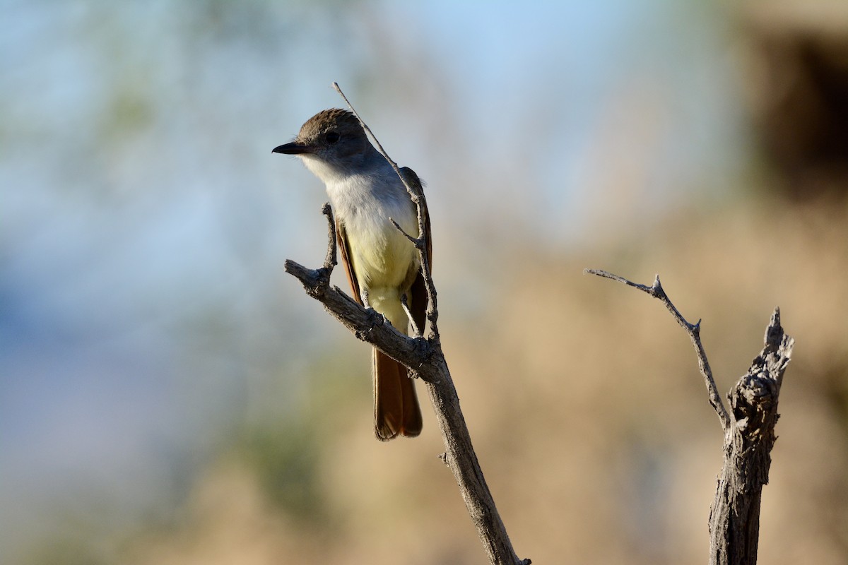 Ash-throated Flycatcher - ML247050101