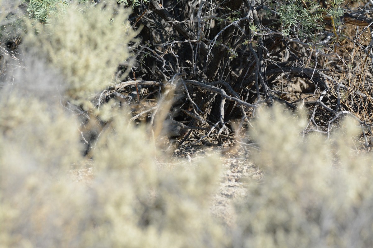 Gambel's Quail - ML247050311