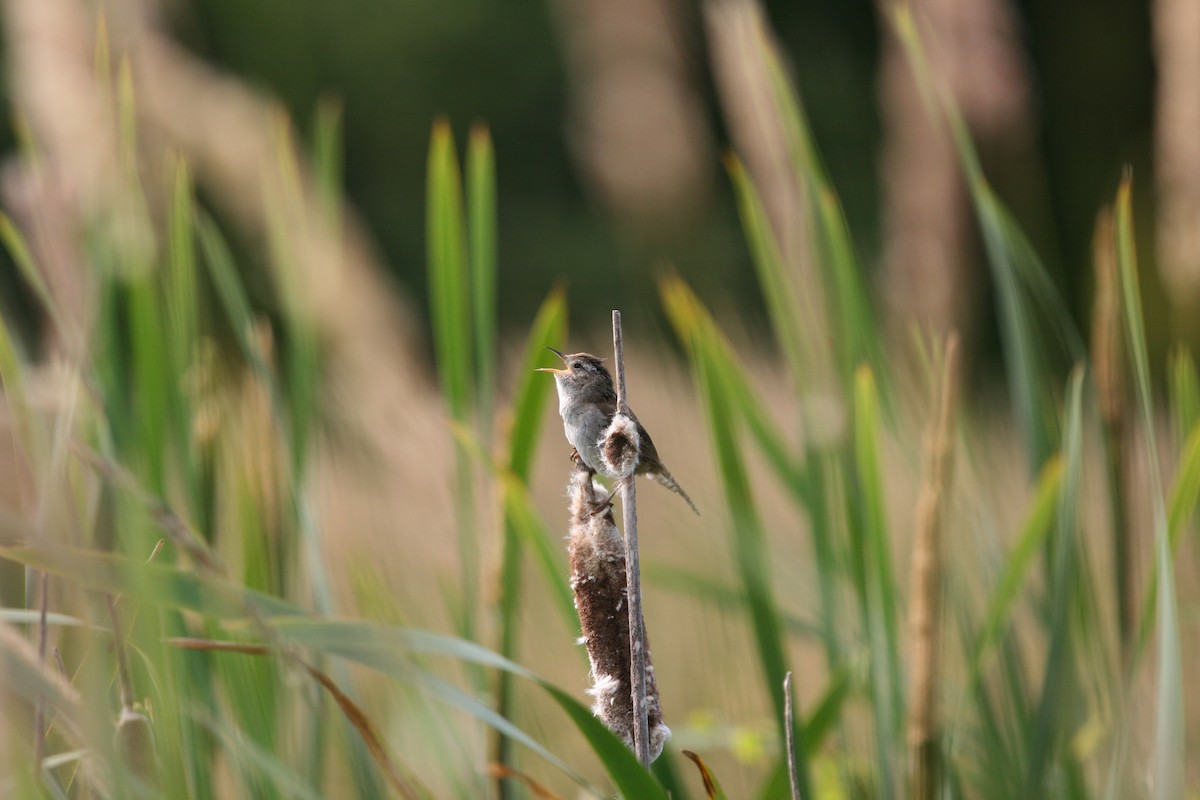 Marsh Wren - Richard Marshall