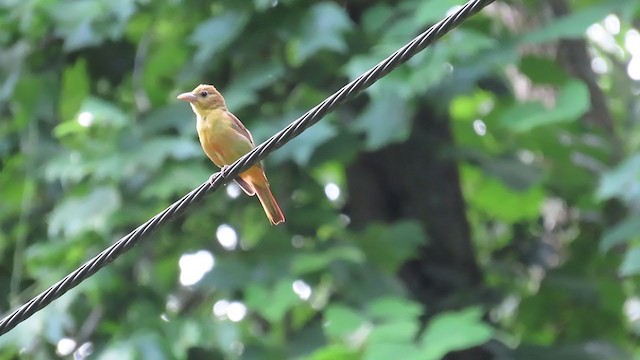 Summer Tanager - ML247055761