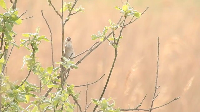Savi's Warbler - ML247056131