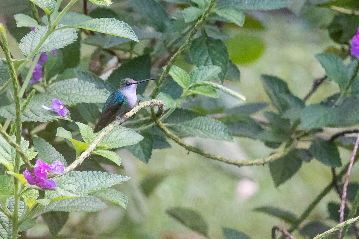 kolibřík vidloocasý - ML247057081