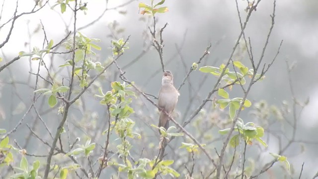 Savi's Warbler - ML247057301