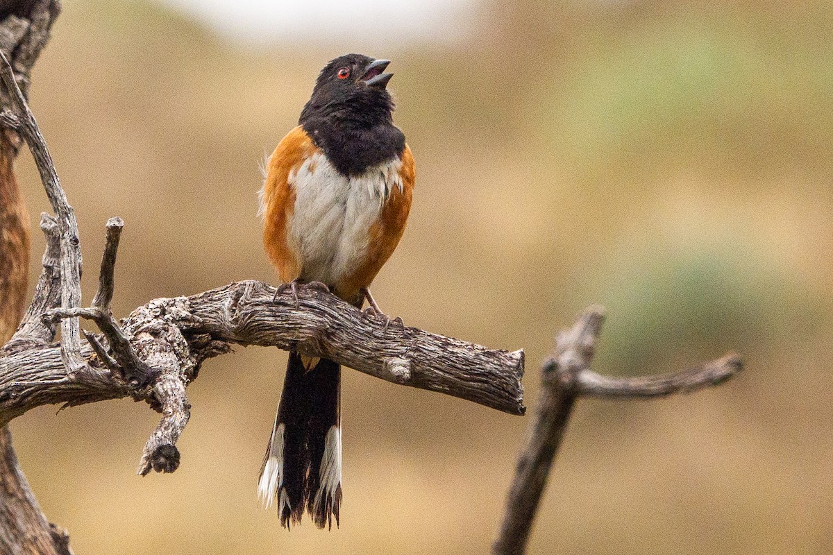 Spotted Towhee - ML247060901
