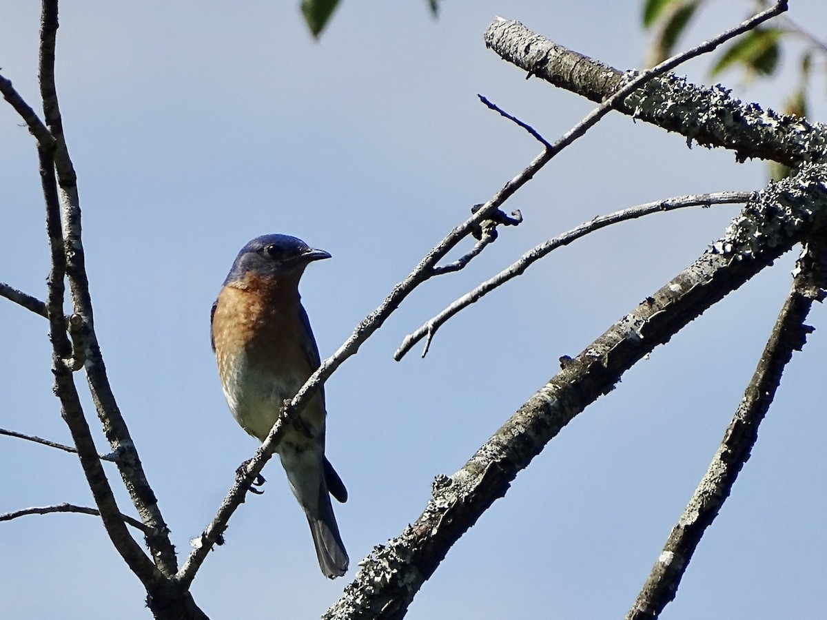 Eastern Bluebird - ML247060971