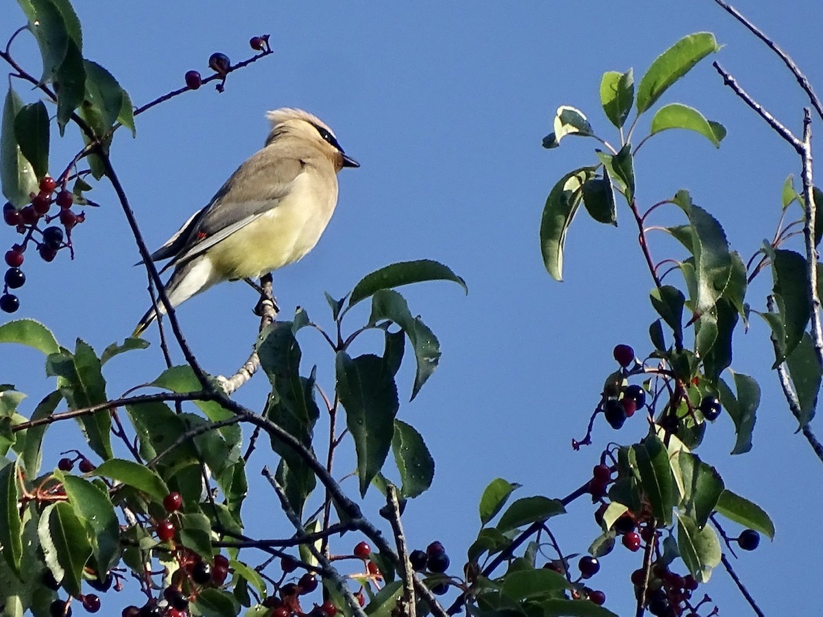 Cedar Waxwing - ML247061051