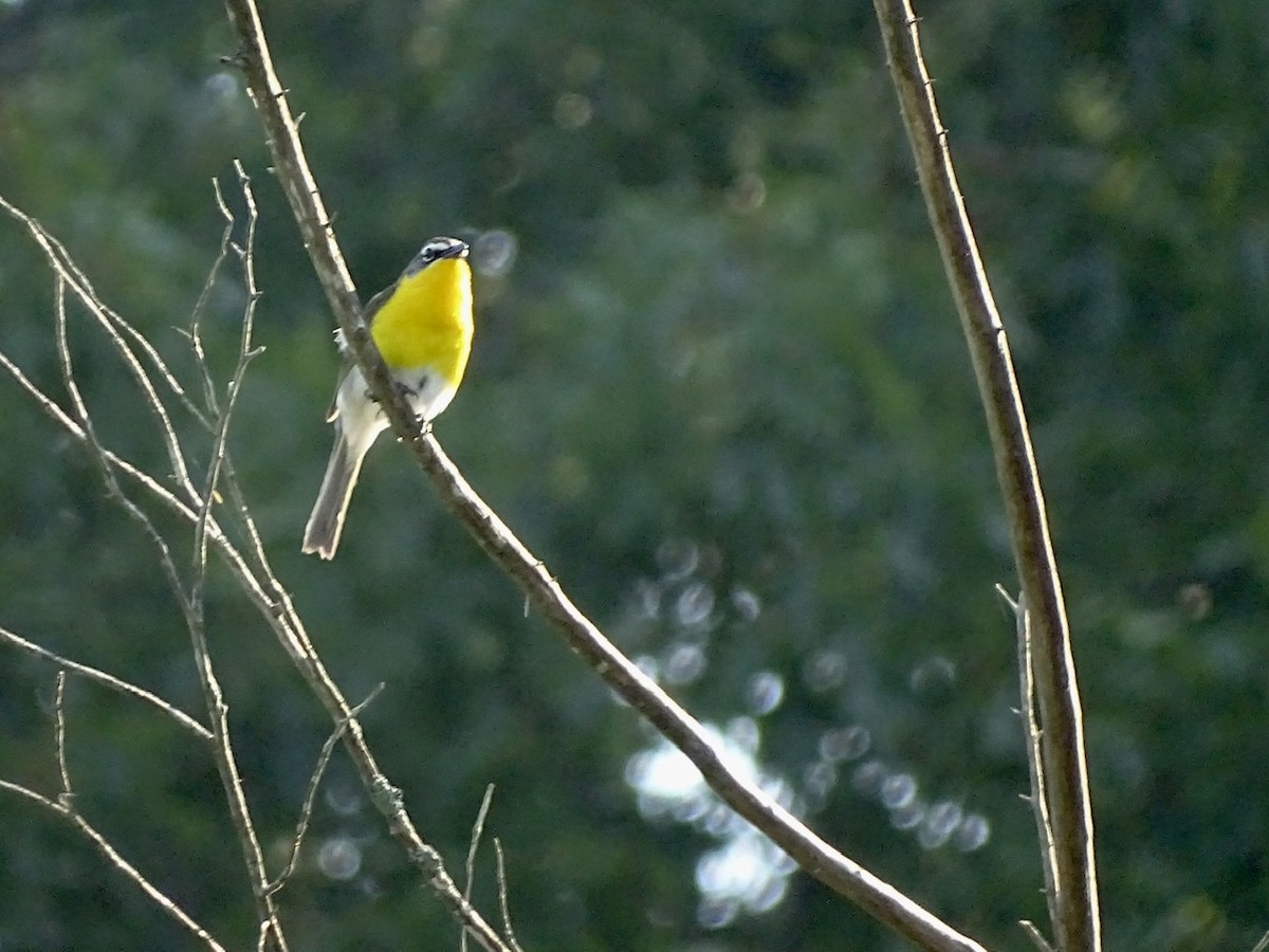 Yellow-breasted Chat - ML247061131
