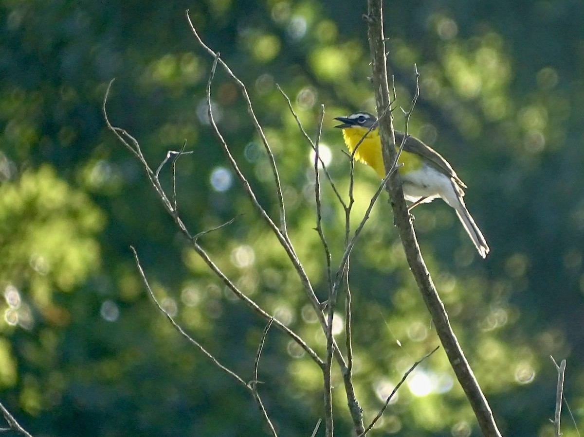 Yellow-breasted Chat - ML247061181