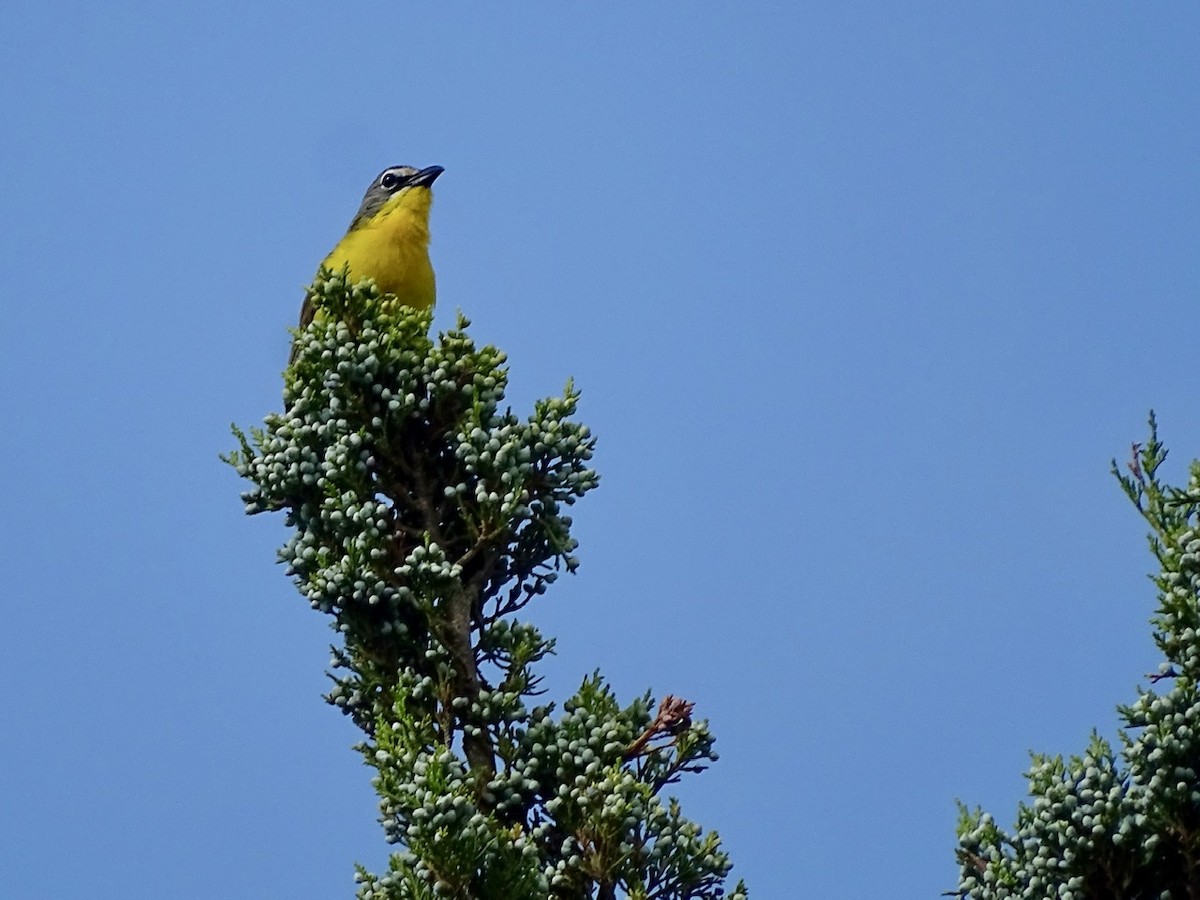Yellow-breasted Chat - ML247061191