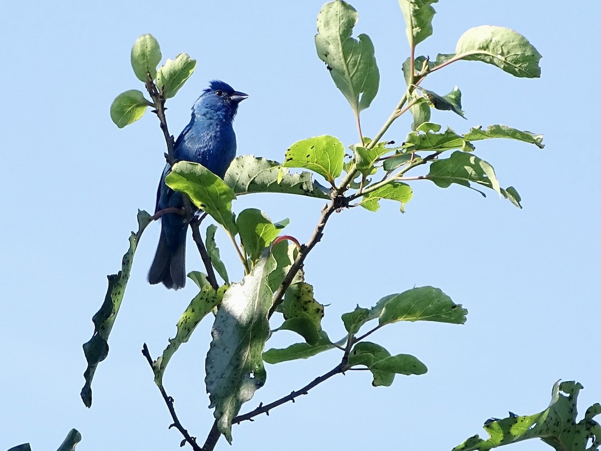 Indigo Bunting - ML247061391