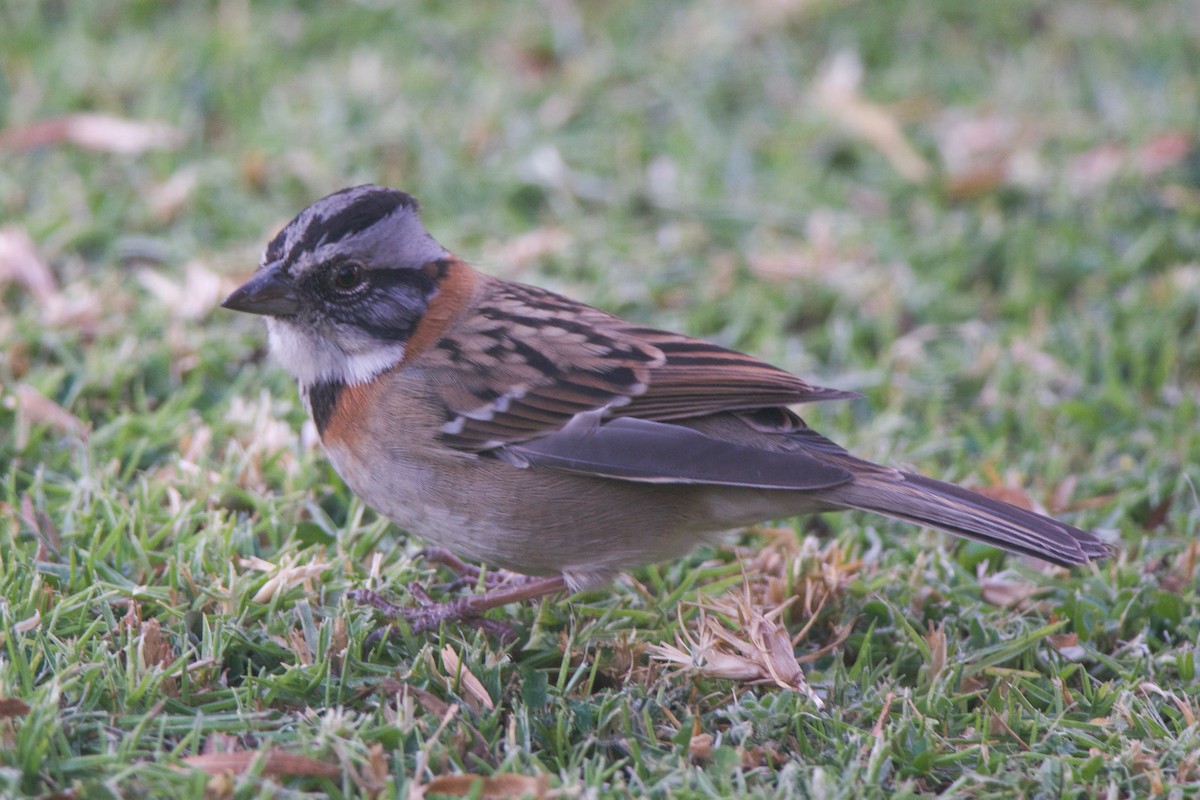 Rufous-collared Sparrow - ML247061561