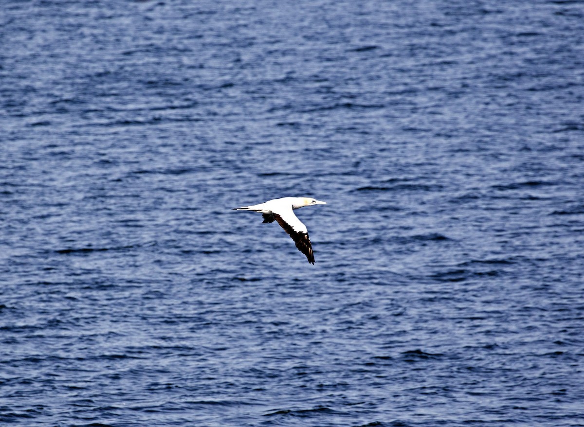 Australasian Gannet - ML247061831