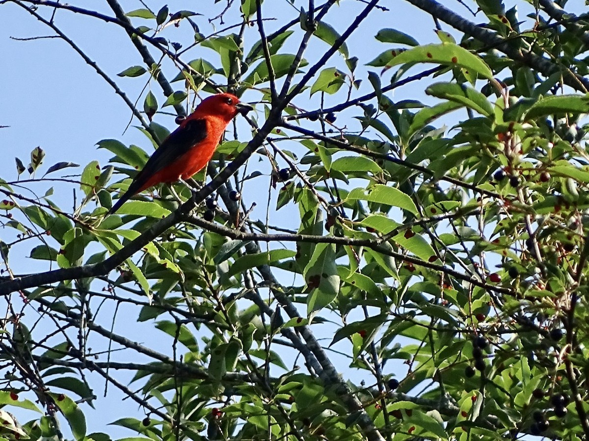 Scarlet Tanager - ML247061881
