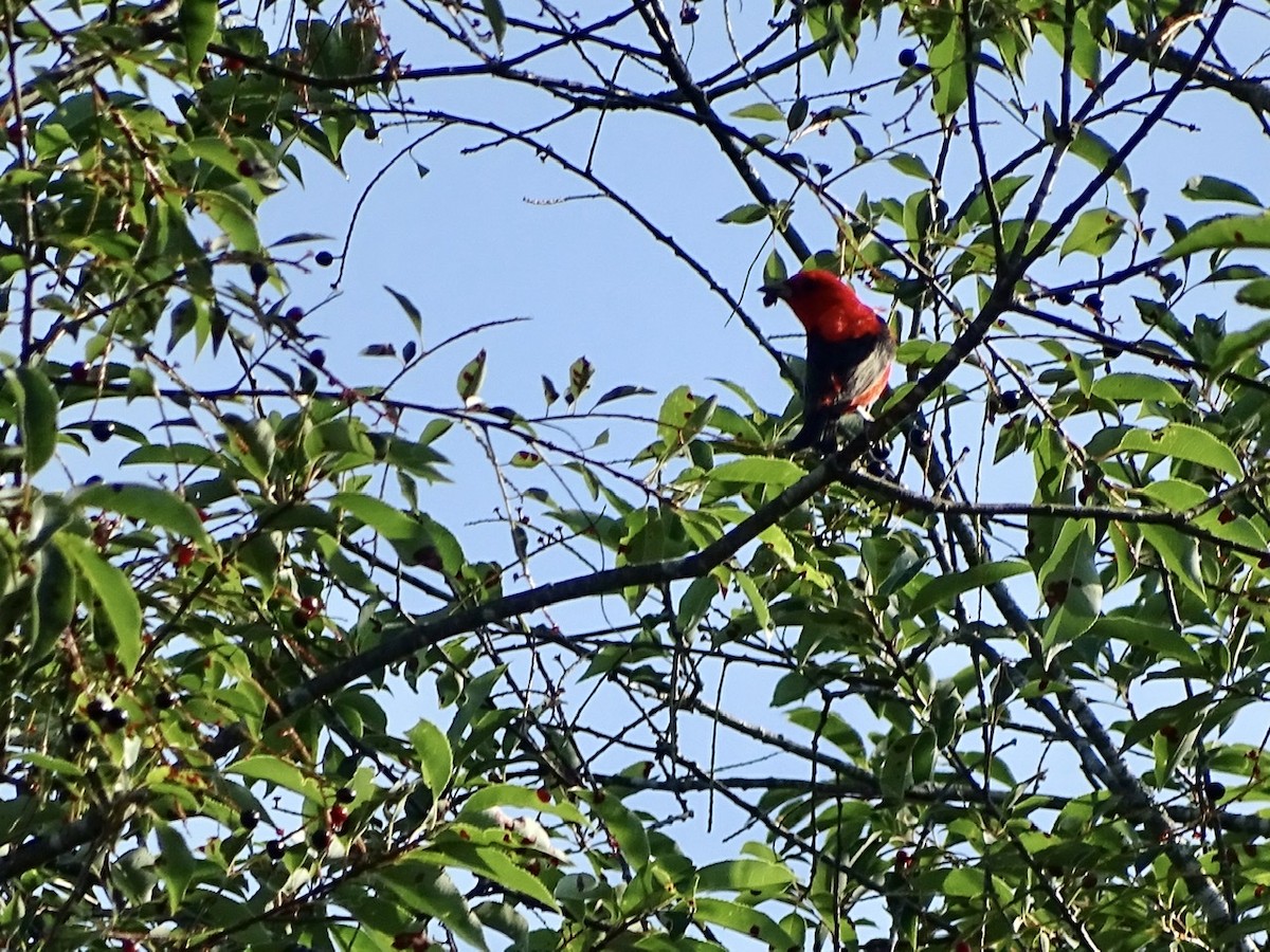 Scarlet Tanager - ML247061891