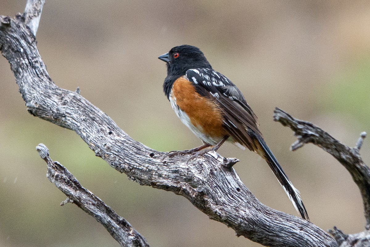 Spotted Towhee - ML247062381