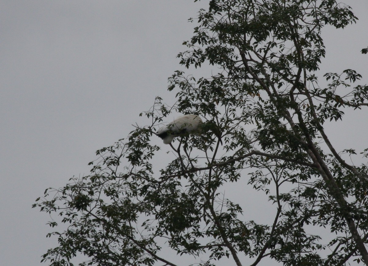 Wood Stork - Philip Thompson