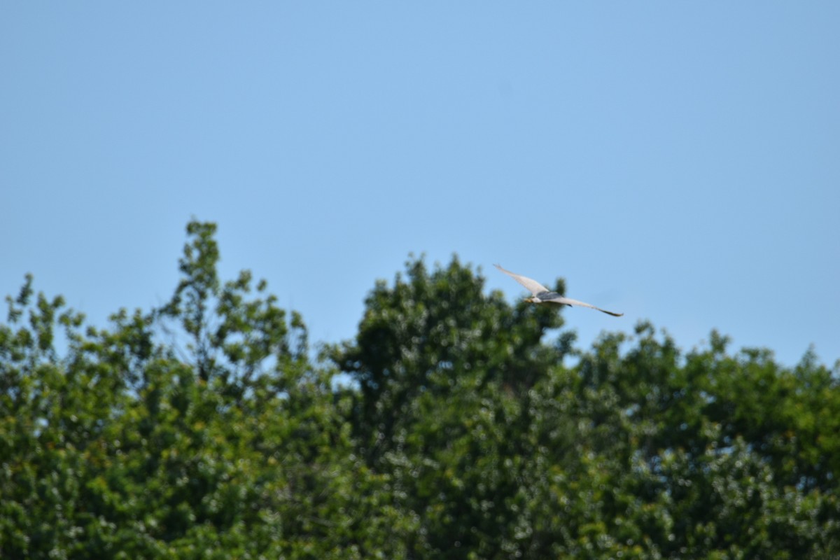 Black-crowned Night Heron - ML247063411