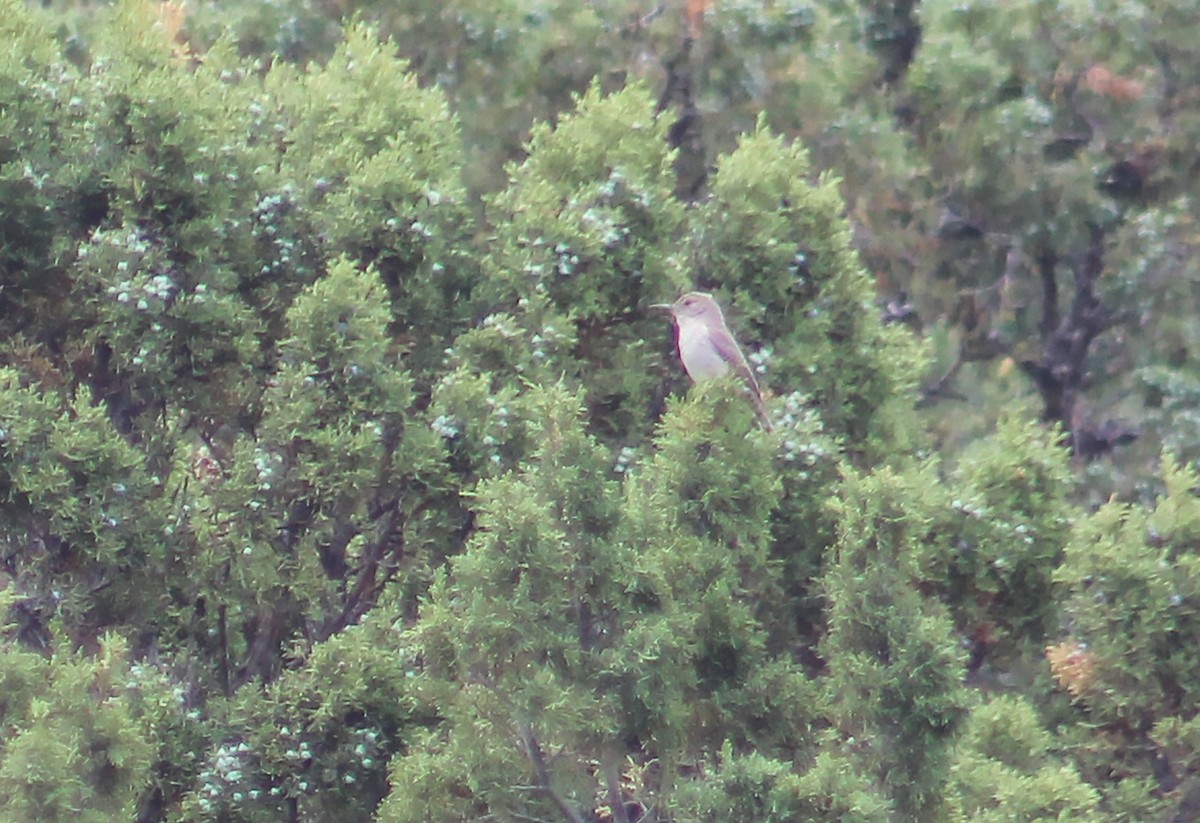 Rock Wren - ML247063681