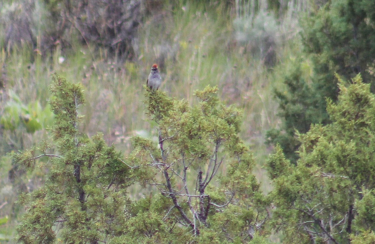 Green-tailed Towhee - ML247063721