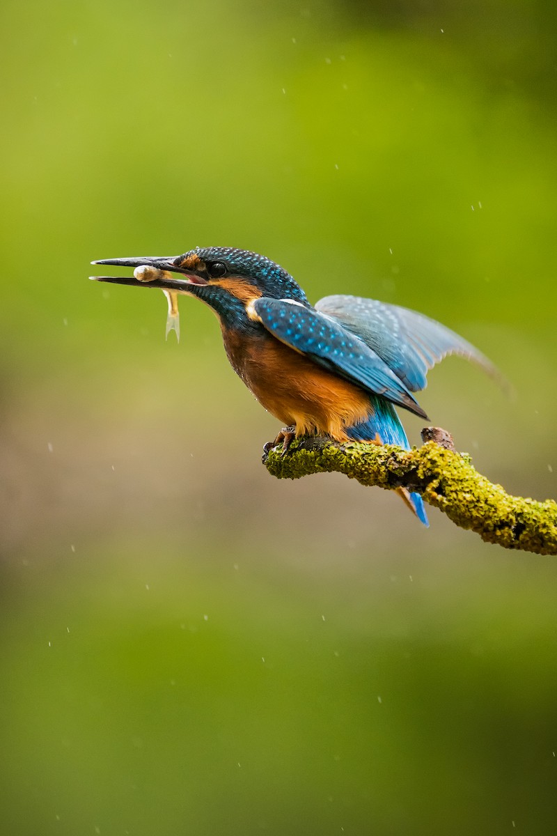 Common Kingfisher - ML247064811