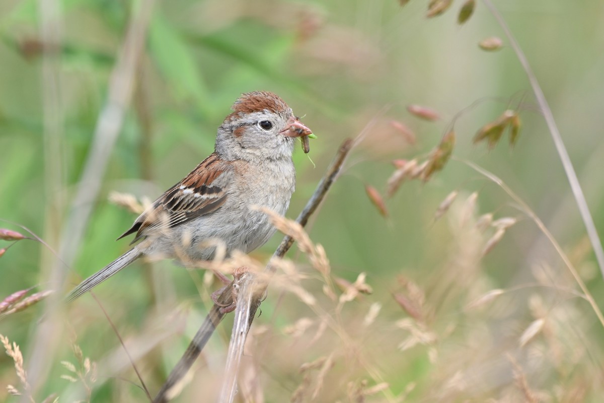 Field Sparrow - Mollie Ficker