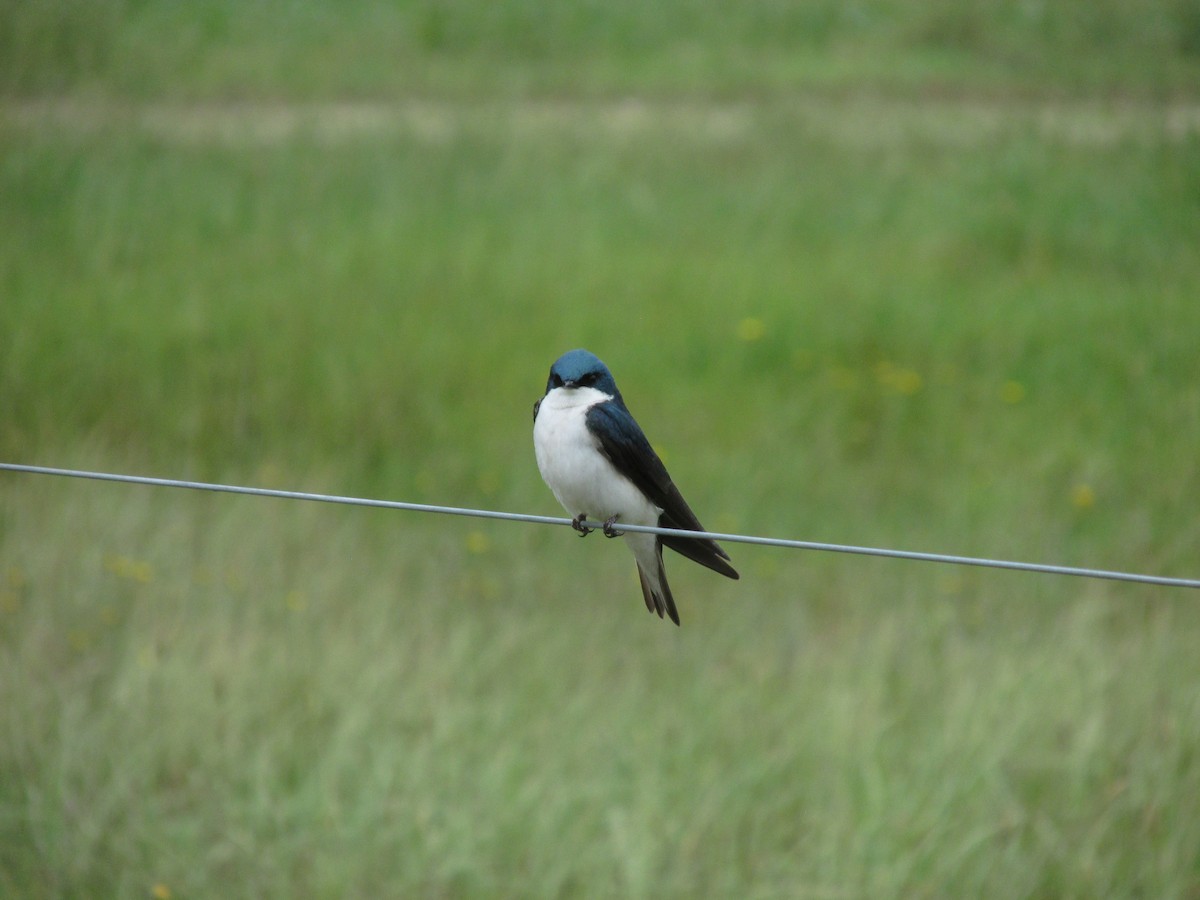 Tree Swallow - ML247069941