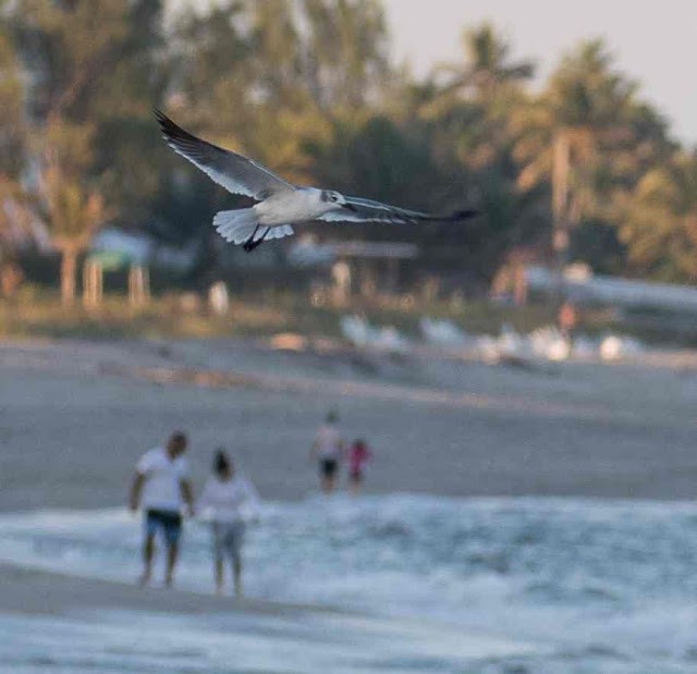 Laughing Gull - ML24707451