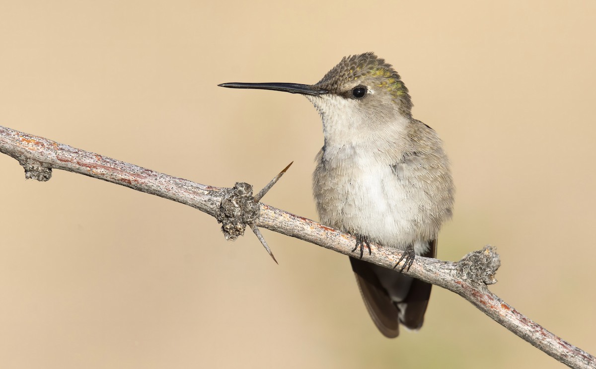Black-chinned Hummingbird - Marky “Dark Arremon” Mutchler