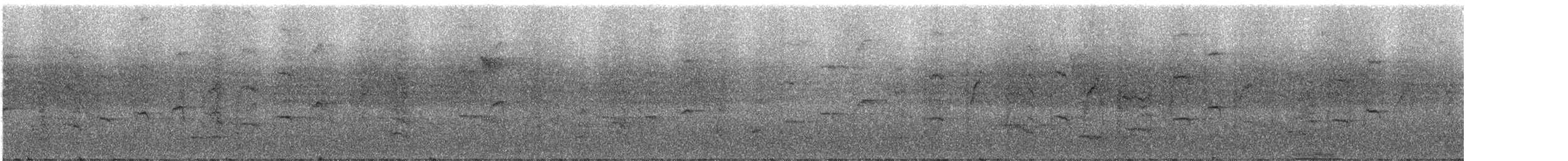 Сверкающий дронго (longirostris) - ML247076