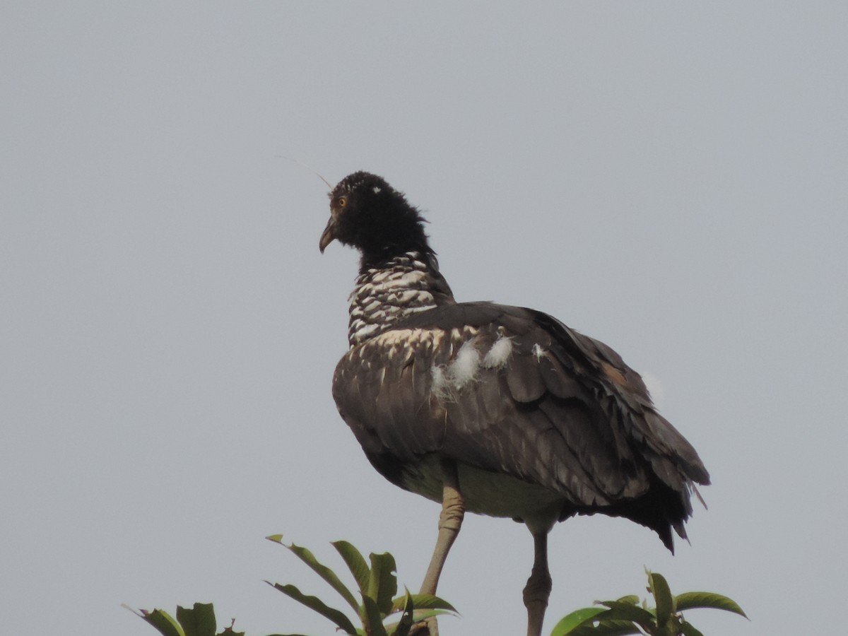 Horned Screamer - ML247083591