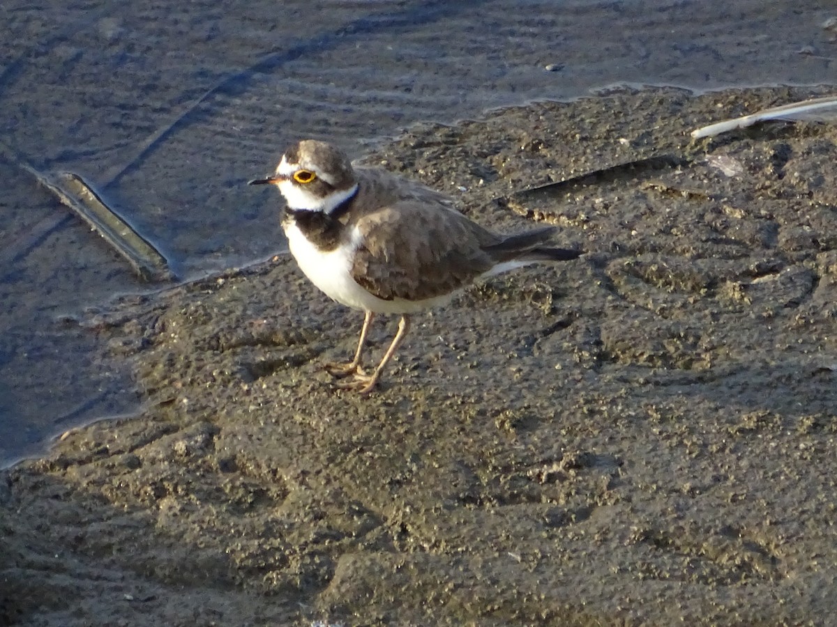 Little Ringed Plover - ML247085281