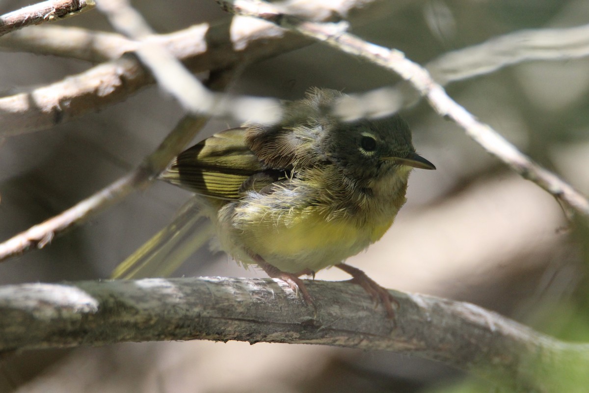 MacGillivray's Warbler - ML247085941