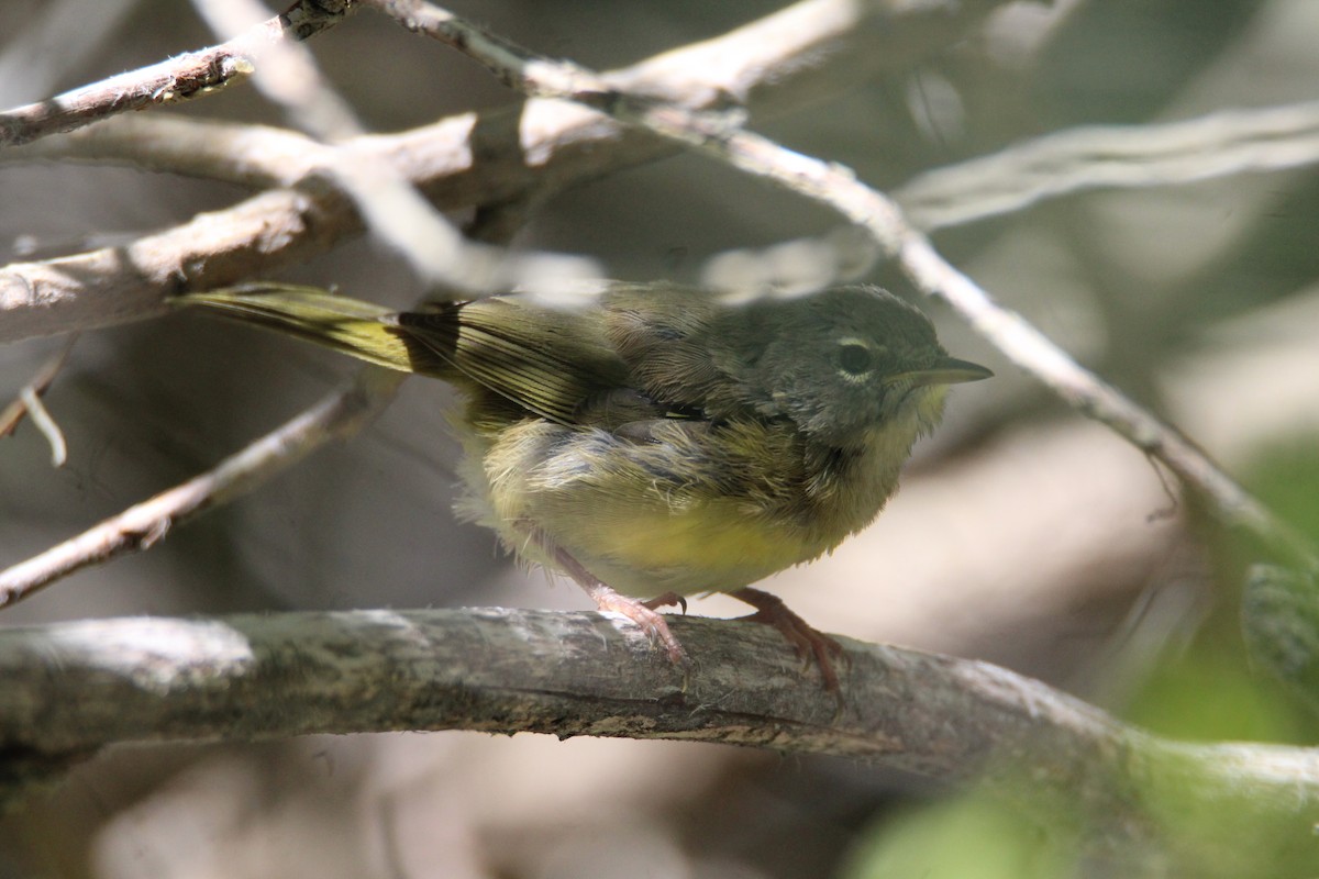 MacGillivray's Warbler - ML247086031