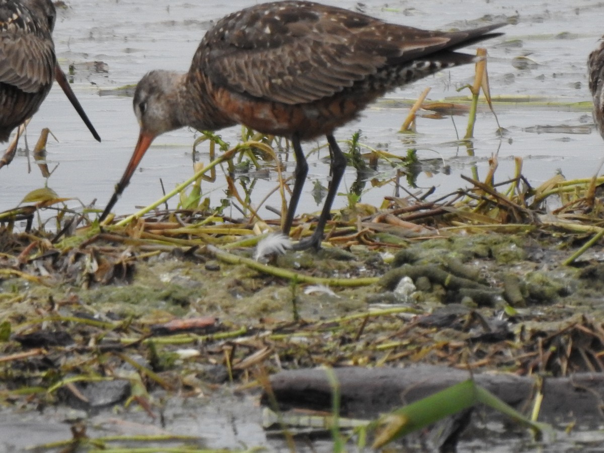 Hudsonian Godwit - ML247090581