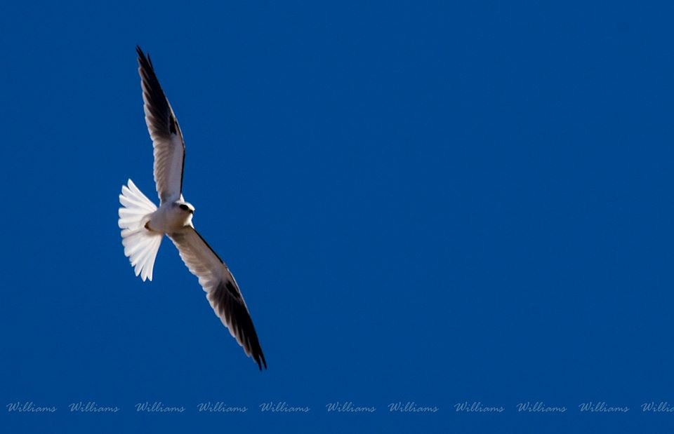 White-tailed Kite - ML247091761