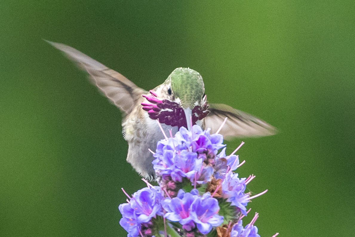 Calliope Hummingbird - ML247094381