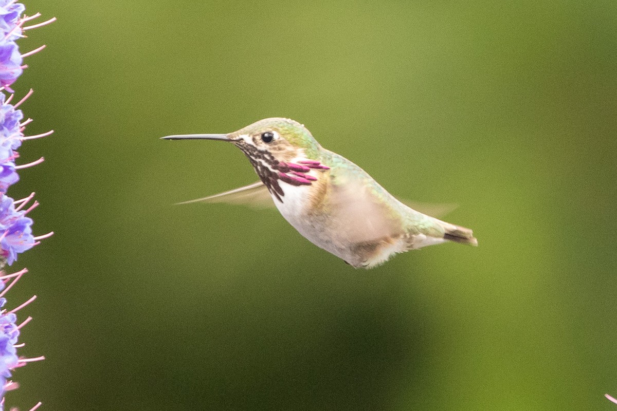 Calliope Hummingbird - ML247094401