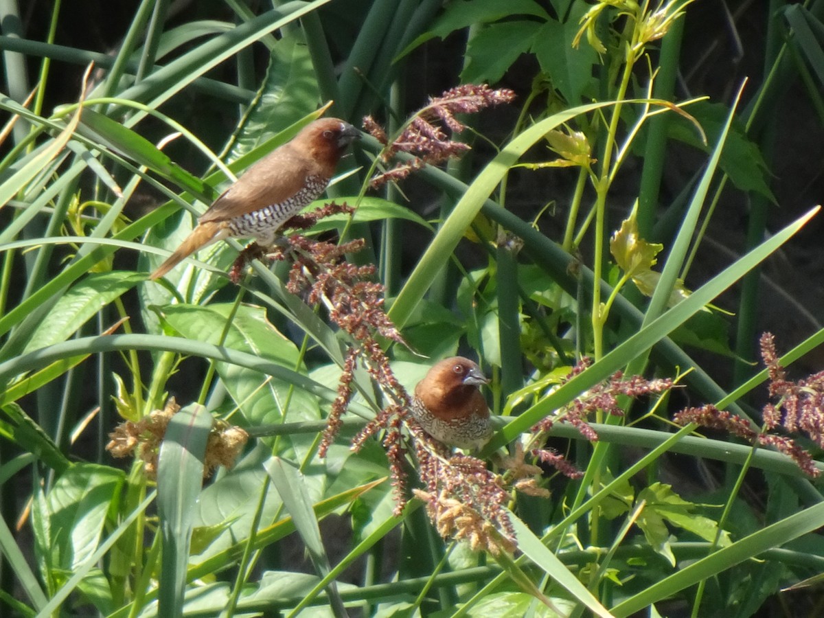 Scaly-breasted Munia - Julia Ray