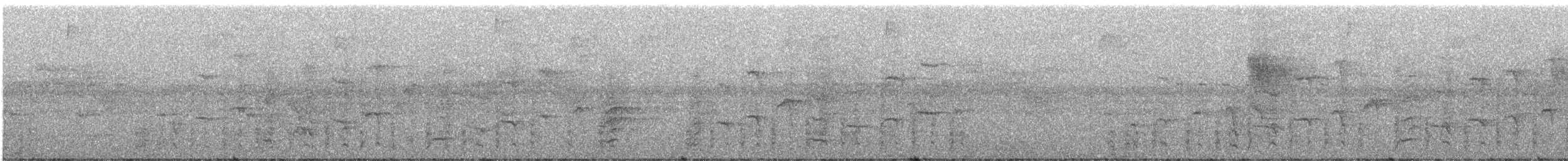 Сверкающий дронго (longirostris) - ML247097