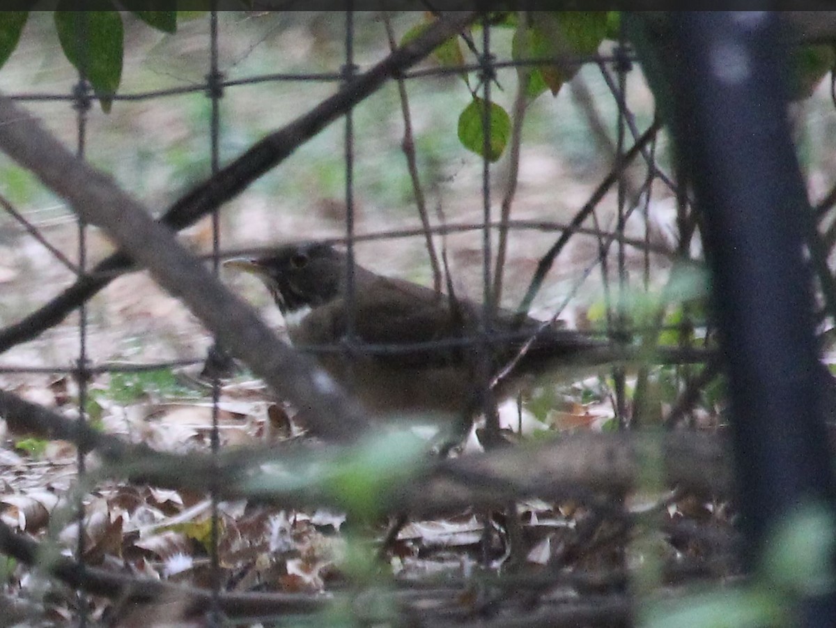 White-throated Thrush - ML24709731