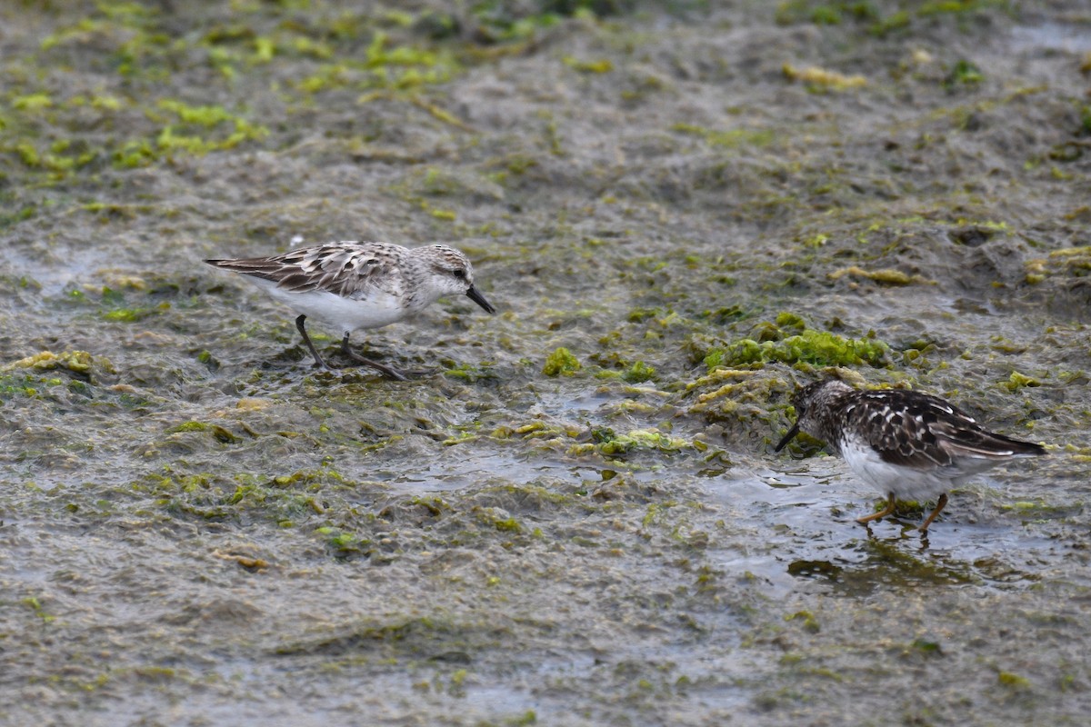 Semipalmated Sandpiper - Will Brooks